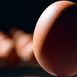 Oeufs : infos et conseils